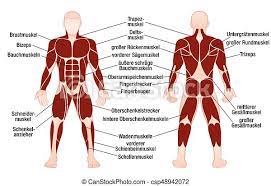 The frontalis muscle (insertion, origin, actions & innervations); Muscles German Names Chart Muscular Male Body Muscle Chart With German Description Of The Most Important Muscles Of The Canstock