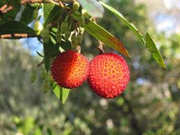 Frutto Potente Poco Conosciuto Guarisce Le Cistiti Allevia La Prostata Fa Bene Al Cuore E Migliora L Umore Ricette Di Sardegna Nel 2020 Cura Orchidea Piante Medicinali Erbe Naturali