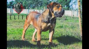 Also, be sure to check the boerboel dog breeder listings in our dog breeder directory, which feature upcoming dog litter announcements and current puppies for sale for that dog breeder. Boerboel Puppies For Sale 12 Things To Check Before Buying One Buzzsharer Com