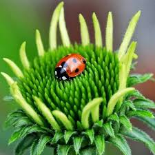 Regina Schone Tierbilder Insekten Lady Bug
