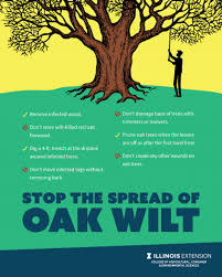 Prevent Oak Wilt From Damaging Your Trees University Of Illinois Extension