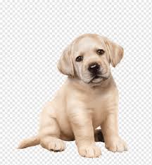 Since the mid 2000s, goldendoodles have found success as guide dogs, therapy dogs, diabetic dogs, search dogs and search/rescue dogs. Labrador Retriever Golden Retriever Puppy Dog Breed Companion Dog Golden Retriever Mammal Animals Carnivoran Png Pngwing