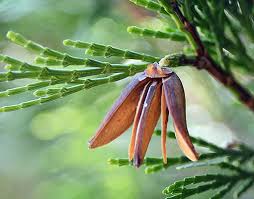 Image result for Calocedrus decurrens