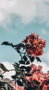 Found This On Pinterest I Don T Know Who The Owner Is But This Is Amazing Hand Pinterest Com Best Pin List Aesthetic Iphone Wallpaper Iphone Wallpaper Flower Wallpaper