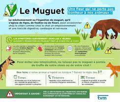 Comment reconnaitre les chenilles processionnaires et que faire en cas. Clinique Veterinaire Sqyvet Publications Facebook