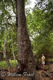 Image result for Breonadia