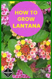 How To Grow Lantana Gardening Channel Lantana Flower Beautiful Flowers Garden Annual Flower Beds