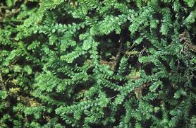 Image result for Selaginella kraussiana