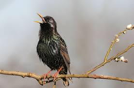 Die vögel brüten unter anderem im abenstal und im tal der großen laaber und brauchen rücksichtnahme und ruhe, so das amt. Milder Winter Wenn Die Vogel Schon Im Januar Zwitschern Wissen Stuttgarter Nachrichten