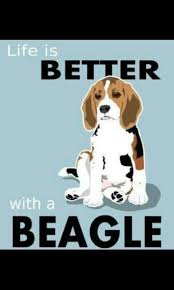 Grey kitchen ideas ukc beagles classifieds near. 44 Beagle Ful Art Ideas Beagle Beagle Art Beagle Dog