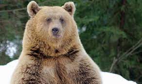 Последние твиты от fakty rmf fm (@rmf24pl). Niedzwiedz Opiekowal Sie Zaginionym Chlopcem Trzylatek Przezyl Dwie Noce W Lesie Ciekawostki Maxxx News Rmf Maxxx