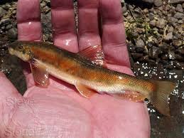 Image result for Platostoma montanum