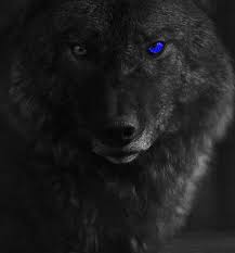 Image Result For Black Wolf With Blue Eyes Wolf Wallpaper Wolf With Blue Eyes Black Wolf