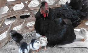 Ayam adalah binatang yang dapat dipelihara dan menjadi peternak yang berguna karena dapat dijadikan sebagai sumber bahan pangan. Arti Mimpi Jualan Ayam Arti Sebenarnya Mimpi Menyembelih Ayam Yang Harus Kamu Tahu Mimpi Mungkin Sebagian Orang Beranggapan Adalah Merupakan Sebuah Bunga Tidur Jawreadundi