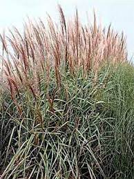 First, i use some rope to tie up my miscanthus grass so the stems and leaves don't fly every which way when i start to cut. Eulalie Roseau De Chine Goliath Miscanthus Sinensis Le Jardin Du Pic Vert