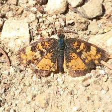 Image result for Mostuea batesii