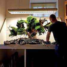 Aquaman Nature Studio On Instagram Ancient Tree Aquascaper Aquascaping Aquascape Aquarium Aquariumdesign Akwarystyka Akwarium Ancientroots Ancient
