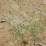 Image result for Hypertelis cerviana