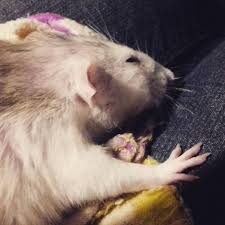 Got A Poorly Rat Twinkie X Binkie S Sister Rat Rats Ratalicious Petrat Fancyrat Ratsrule Ratslove Iloverats Ratsonin Pet Rats Fancy Rat Instagram