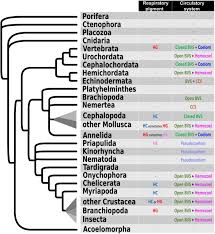But i totally don't expect him to help me out in repainting all of these walls. Globins In The Marine Annelid Platynereis Dumerilii Shed New Light On Hemoglobin Evolution In Bilaterians Biorxiv