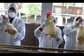 La primera infección humana por la gripe aviar h5n1 (véase tipos y cepas de la gripe) se produjo en hong kong en 1997 y posteriormente en 2019 se confirmó en nepal una infección en humanos. Yxil73dwfm9jym