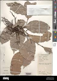 Image result for Panda oleosa