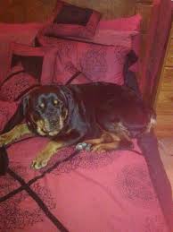 It is somewhere in the ballpark of $2,000 for pet quality while the show/breeding quality is between $2,700 and $3,500. German Rottweiler S Home Facebook
