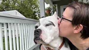 Fundraiser by Skye Harper : Help Ollie's family pay for a $10,000 vet bill