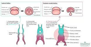 The heart is the first functional organ in vertebrate embryos, and in the human, beats spontaneously around week 5 of development. 6 Embryology Of The Cvs Simplemed Learning Medicine Simplified