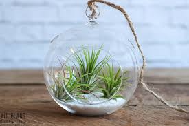 Classic Air Plant Terrarium Kit Plant Display Ideas Air Plant Terrarium Air Plant Display