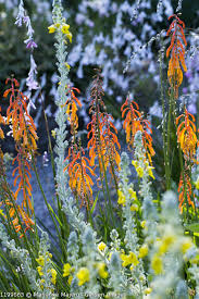 Image result for Kniphofia thomsonii