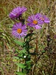 New England Aster Aster Novae Angliae Perennial Plants Flower Identification New England