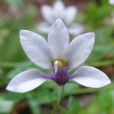 Image result for Monopsis stellarioides
