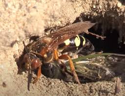 We did not find results for: 5 Fun Facts About Cicada Killer Wasps In Michigan