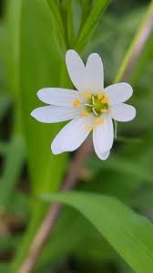 Image result for Stellaria