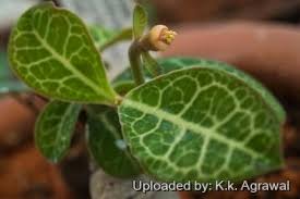 Image result for Monadenium pseudoracemosum