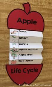 Kids Learn All About The Life Cycle Of An Apple With This Packet Of Activities To Learn About The Growth Of An Apple Apple Life Cycle Life Cycles Apple Lessons
