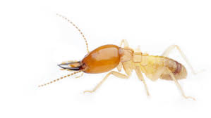 Homeadvisor's ant exterminator cost guide gives the average price for fire or carpenter ant treatment. Facts About Termite Damage