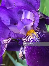 Pin On Iris
