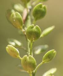 Image result for Lepidium bonariense