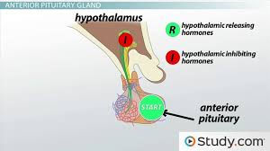 What Is The Pituitary Gland Functions Hormones Hypothalamus