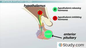 what is the pituitary gland functions hormones hypothalamus