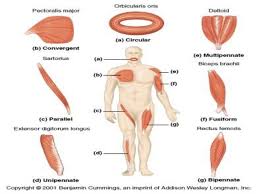 Example of muscle size name. Ppt Mscler System