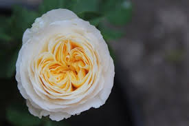 And what do you dream of? 7 Of The Most Expensive Flowers In The World Talk Business