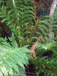 Image result for Todea