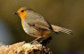 Image result for Robyn 500