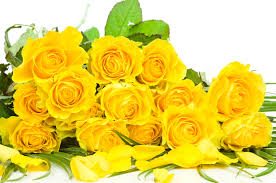 We did not find results for: The Meaning And Symbolism Behind Yellow Roses Floraqueen