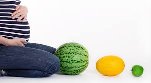 Größe und gewicht 15+3 schwangerschaftswoche. So Gross Ist Dein Baby Gerade Babymarkt De