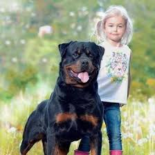 Rottweiler Kutahya Home Facebook