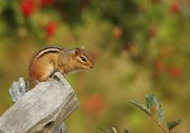 Since chipmunks are small, you can use the same types of traps for chipmunks that you would for rats. Chipmunks Eating Tomatoes Thriftyfun